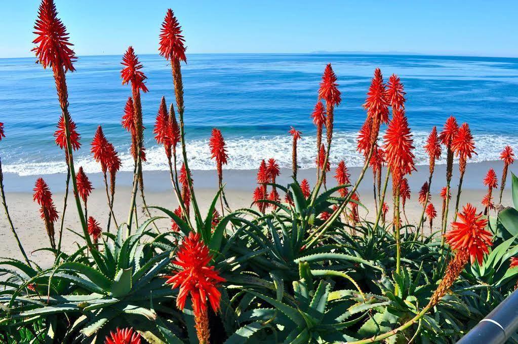 Ocean Palms Beach Resort Carlsbad Eksteriør billede